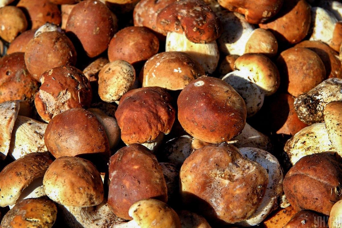 Najdi kámen mezi houbami na čas / koláž Moje