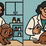 IQ test: najděte 3 rozdíly na obrázku veterináře za 63