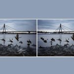 Najděte 3 rozdíly na fotografii kachen za 10 sekund: úžasná