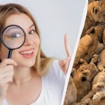 Pouze 3 procenta lidí najdou kočky mezi lvy za 10